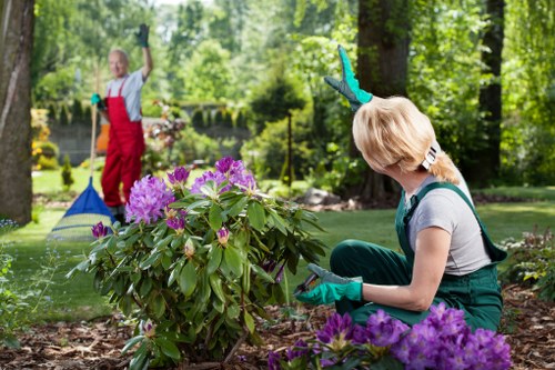 In a lush, well-maintained garden, a woman wearing gardening gloves and a grey t-shirt is kneeling beside a flowering shrub with vibrant purple blooms, examining the plant or preparing for pruning. The garden features a neatly edged lawn with healthy, dense grass and borders of mulched soil around flower beds. In the background, a child dressed in a red apron and white t-shirt is raking leaves or debris, with tall trees and lush green foliage providing shade and a natural backdrop. The scene is set during daylight hours with soft, natural sunlight filtering through the leaves, creating a peaceful outdoor environment typical of a suburban garden in Rotherhithe. Landscapers Rotherhithe's gardening services focus on landscape enhancement and maintenance, ensuring healthy lawns, vibrant plantings, and well-kept outdoor spaces for homes in the local area, including SE16 postcode. The overall composition highlights the care and attention involved in garden renovation and plant care within a residential outdoor setting.
