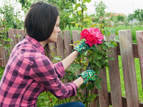 A woman with shoulder-length dark hair, dressed in a pink and purple checkered shirt and gardening gloves, is pruning a vibrant pink flowering shrub in a well-maintained outdoor garden. She is kneeling beside a wooden fence that encloses the garden area, which features a lush, green lawn and mature trees in the background under soft natural daylight. The flower bed around the shrub is bordered with soil and small plants, adding a natural, orderly appearance to the landscaped space. The garden appears tidy and cared for, with the woman actively engaged in planting or trimming, supporting professional gardening services such as those offered by Landscapers Rotherhithe. This scene reflects a typical backyard garden in the Rotherhithe area, emphasizing the importance of outdoor maintenance and planting in creating inviting outdoor environments.