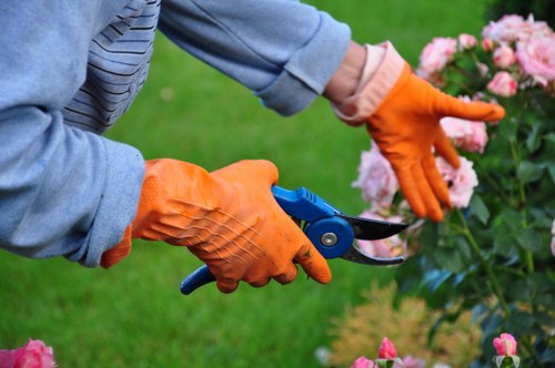 Experienced arborists planning tree removal