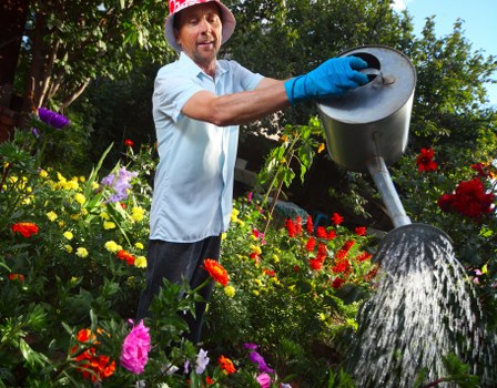 A gardener dressed in a light blue shirt, dark trousers, and wearing a red hat and blue gloves is watering a vibrant garden with a black watering can. The garden features a variety of flowering plants in vivid colours, including reds, pinks, and purples, with lush green foliage. In the foreground, there is a well-maintained lawn with dense, healthy grass. The background includes trees and shrubs, creating a natural, enclosed outdoor space that suggests a typical landscaped garden in Rotherhithe. The scene takes place outdoors under bright natural light, with signs of recent watering evident in the flowing water. This setting highlights professional gardening practices relevant to outdoor maintenance and garden rejuvenation services provided by businesses like Landscapers Rotherhithe, ensuring lush, healthy outdoor spaces for local residents.