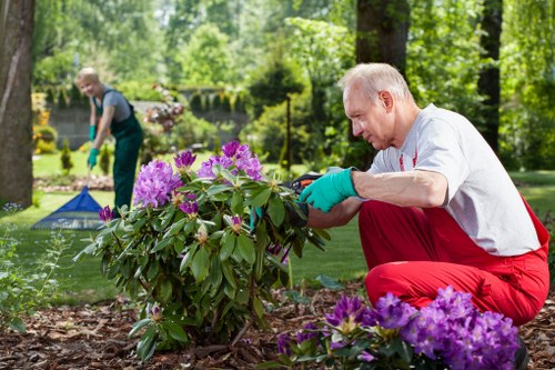 A gardening scene in a lush outdoor space shows an elderly man wearing a white shirt, red trousers, and green gardening gloves carefully tending to a flowering shrub with vibrant purple and pink blooms. The garden features a well-maintained lawn with dense green grass and mature trees providing shade in the background. In the distance, another person is seen raking leaves or debris, indicating ongoing garden maintenance. The scene is illuminated by natural daylight, suggesting a clear, sunny day, and the garden appears organized with a variety of plants and natural landscaping elements. This setting exemplifies professional gardening and landscaping care, likely provided by a local company such as Landscapers Rotherhithe, situated near London, relevant to the area served from the postcode in the vicinity of Rotherhithe or South East London. The image emphasizes outdoor yard enhancement, plant care, and garden upkeep services typical of professional landscaping companies concerned with enhancing natural outdoor spaces for residential properties.