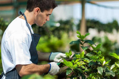 A young male gardener in a white t-shirt, wearing a dark apron and white gardening gloves, is closely inspecting or pruning a lush green shrub in a well-maintained outdoor garden environment at a property in Rotherhithe. The garden features a neatly clipped hedge, with dense foliage, and is set against a background of other green plants and trees, suggesting a sunny day with natural light illuminating the scene. The setting appears to be part of a landscaped yard or front garden in southeast London, with tidy plant borders and healthy grass visible nearby, indicating professional garden maintenance and care by Landscapers Rotherhithe, who specialise in gardening and outdoor landscaping services. The gardener’s focused activity highlights the attention to detail typical of local garden service providers, ensuring a lush and well-kept outdoor space that complements the residential environment.