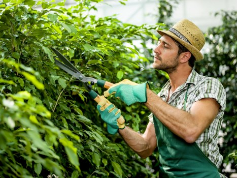 Tools used for hedge trimming in Rotherhithe