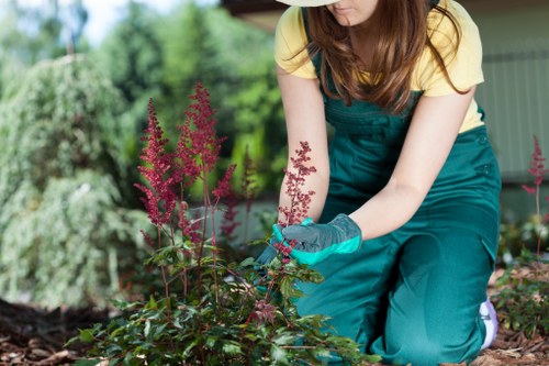 In a garden scene within Rotherhithe, a woman is kneeling on soil in front of a flower bed, engaging in planting or tending to the plants. She is dressed in a yellow T-shirt and teal overalls, wearing gardening gloves, and is focused on the vibrant pink flowering plants with elongated clusters of small blossoms. The flower bed is bordered by well-maintained lawn grass and edged with soil, surrounded by lush greenery including bushes and mature trees in the background. The outdoor space appears neat and landscaped, with a partly cloudy or overcast sky providing soft natural light, emphasizing the natural tones of the garden. This scene exemplifies professional gardening and maintenance work, likely performed by Landscapers Rotherhithe as part of their garden care services, demonstrating attention to plant health and garden aesthetics in a residential outdoor environment in South London postcode area.