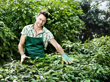 A male gardener in a green apron and gloves is working in a lush garden, surrounded by dense green foliage, shrubs, and small trees. He is smiling and appears to be trimming or inspecting the leafy plants, which are growing in neat rows. The garden has a well-maintained lawn area with dense, vibrant grass in the foreground, and dark soil beds can be seen around the plants. In the background, taller trees and additional greenery create a natural outdoor environment. The lighting suggests a bright, partly sunny day, highlighting the healthy, green tones of the garden. This scene exemplifies professional outdoor garden maintenance and landscaping work typical of services provided by companies like Landscapers Rotherhithe, supporting locally based gardening and lawn care efforts in the area near postcode SE16.