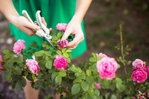 A gardener, dressed in a green top, is using pruning shears to trim a flowering bush with vibrant pink roses, situated in a well-maintained front garden located in Rotherhithe. The garden features a lush green lawn with dense, healthy grass in the foreground, and the rose bush is positioned centrally with several blooms and verdant leaves. In the background, there are additional plants and soil, indicating ongoing garden maintenance. The scene is set outdoors under natural daylight, with soft sunlight illuminating the flowers and foliage, creating a bright and inviting atmosphere. The tools and precise trimming action reflect professional gardening practices that a company like Landscapers Rotherhithe might perform as part of their gardening and outdoor care services. The garden appears thoughtfully structured, with a neat flower bed and healthy plant growth, contributing to the overall well-kept appearance of the landscaped outdoor space in this South London district.