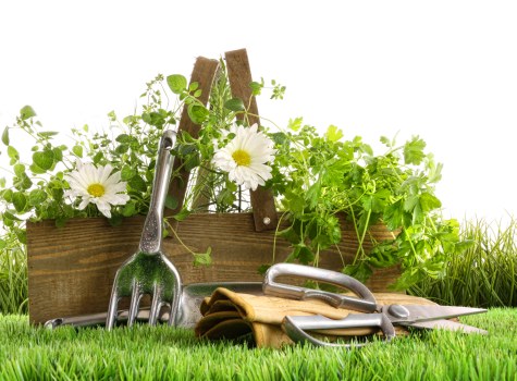 Safe and efficient tree removal services in Rotherhithe