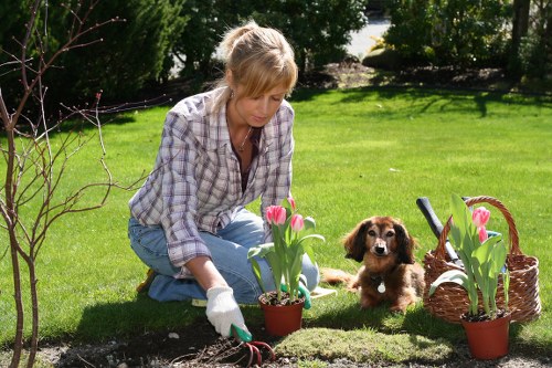A woman with blonde hair wearing a checked shirt, blue jeans, and gardening gloves is crouched on a well-maintained green lawn in a backyard, tending to a flower bed. She is planting pink tulips in a small terracotta pot. Nearby, a small brown puppy with floppy ears sits on the grass, observing her. To the right, there is a wicker basket filled with additional pink tulips and gardening tools, including a small hand trowel. The garden features a lush, neatly trimmed lawn, a young leafless shrub in the foreground, and mature trees and hedges along the background boundary, providing shade and privacy. Bright, natural sunlight illuminates the scene, indicating a clear day. This outdoor space showcases aspects of garden maintenance and landscaping typical in a suburban Rotherhithe garden, reflecting professional gardening services offered by Landscapers Rotherhithe, aligned with the lawn and plant care highlighted on the 'Insurance and Safety' webpage.