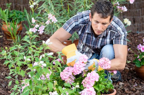 A man working in a lush garden located in Rotherhithe, surrounded by vibrant pink and white flowers, green foliage, and potted plants. He is kneeling on the soil, wearing a short-sleeved plaid shirt and blue jeans, carefully tending to the flower bed with gardening gloves and a small trowel. The garden features a mix of flowering plants and leafy shrubs, with a backdrop of more greenery and possibly garden borders or containers. Natural daylight illuminates the scene, highlighting the textures of the soil, foliage, and blooms, creating a tranquil outdoor space suitable for gardening services such as plant care and landscape enhancement in the Rotherhithe area. This setting emphasizes the importance of garden maintenance and planting in local outdoor environments.